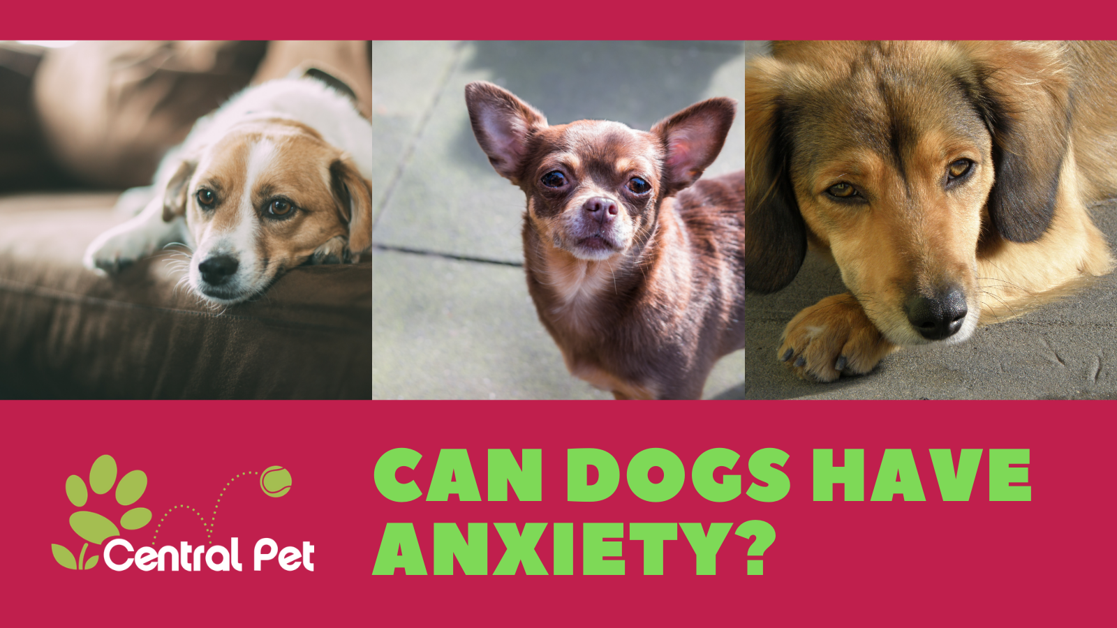 Can A Dog Help With Anxiety